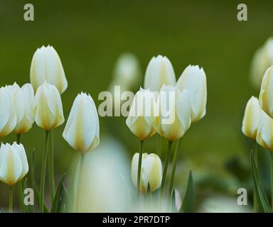 Beautiful white tulips in the garden in early spring with lush green leaves. A bunch of flowers growing outdoors in nature or a park on a summer day or afternoon. Bright and vibrant plants in a bush Stock Photo