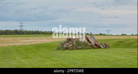 Chopped tree logs stacked in the forest with copy space. Deforestation of a rustic landscape with stumps of firewood outside. Collecting dry timber and split hardwood material for the lumber industry Stock Photo