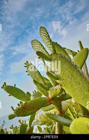 Closeup of wild flowers and plants on mountain side in South Africa, Western Cape with ocean background. Landscape of beautiful green indigenous African plant with ocean view and bright blue sky Stock Photo