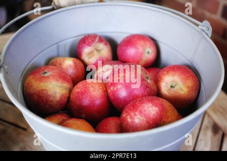 Closeup of juicy, delicious and organic fruit picked when ripe and in season. Produce cultivated on a sustainable orchard or plantation to sell at a farmers market. Fresh red apples in a metal bucket Stock Photo