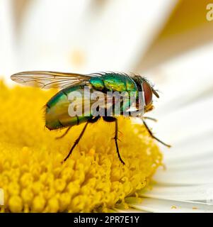 Green bottle fly feeds and relax on a white daisy after a long day of flying. Colourful blue blowfly collect nectar and pollinates a flower. Closeup of a hairy common fly on a bright yellow blossom. Stock Photo