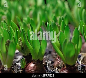 Closeup of poisonous crocus plants growing in mineral rich and nutritious soil in a landscaped and secluded home garden. Textured detail of budding Iridaceae flowers in a backyard or nursery Stock Photo