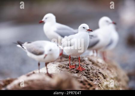 Seagulls sitting on an old sea pier by the harbor. The European herring gull looking for food by the seaside on the beach railing. Closeup of a birds looking out to the ocean on the coastline Stock Photo