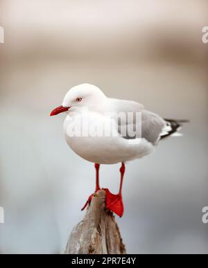 Portrait of a red billed gull standing on wood against a blur background with copy space. Closeup of a beautiful white seagull bird balancing on a stump outdoors with copyspace Stock Photo