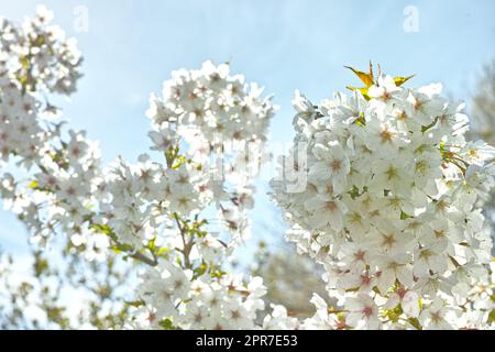 Below view of mirabelle plum blooming and flowering in the spring season. Plant life in its natural habitat and environment. Prunus domestica L. against the background of a clear blue sky in summer Stock Photo