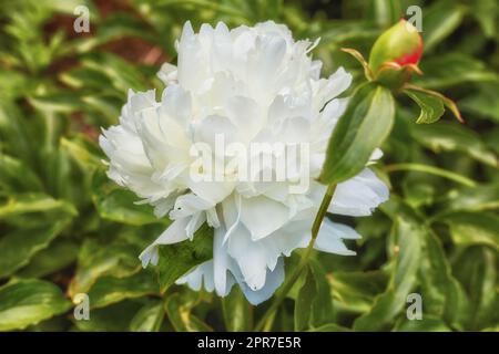 Peony shirley temple or paeonia lactiflora growing in a green backyard or garden against a nature background. Beautiful flowering plants flourishing, blossoming and blooming in a park during spring Stock Photo