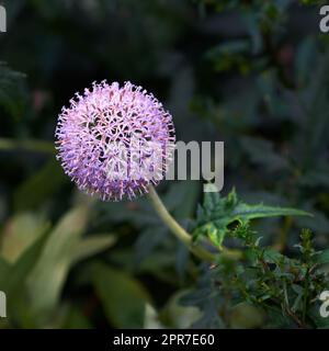 Closeup of a purple globe thistle flower growing in a garden with blur background copy space. Beautiful outdoor echinops perennial flowering pant with a green stem and leaves flourishing in a park Stock Photo