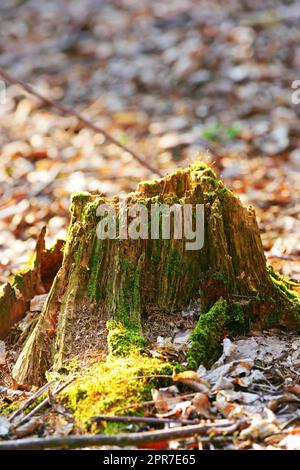 Closeup of an old, mossy tree stump in the forest showing a biological lifecycle. Chopped down tree signifying deforestation and tree felling. Macro details of wood and bark in the wilderness Stock Photo