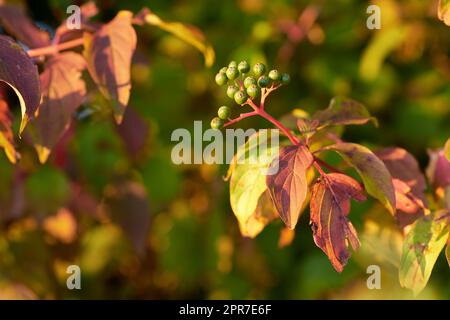 Closeup of colorful autumnal leaves and flower buds growing on tree branches with copy space. Green, red and brown wild plants growing on stems in a natural forest, park or garden during fall Stock Photo