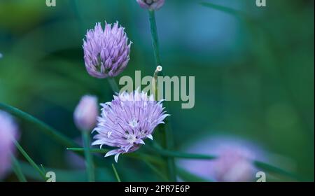 Chive plant flowers growing in a backyard garden against a nature background in summer. Beautiful purple flowering plants blossoming on the countryside. Lilac flora blooming in a lush grassy meadow Stock Photo