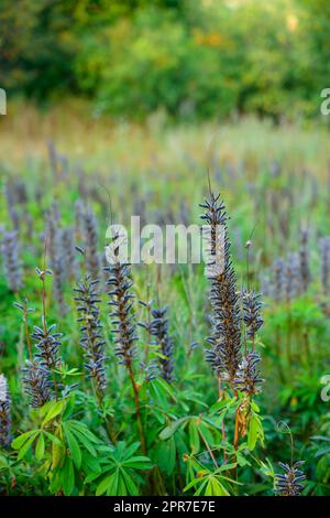 Closeup of Garden Lupine growing in a garden or park. Macro details of blue flower pods in harmony with nature, tranquil wild flowers in a zen, quiet forest. Zoom in on dry seeds on green leafy stems Stock Photo