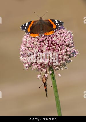 Closeup of two butterflies pollinating on a plant outside in a garden. Beautiful and colorful insects during summer pollination season. The red admiral or vanessa atalanta butterfly on a summer day Stock Photo