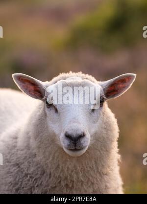 Closeup portrait of sheep at sunset in Rebild National Park, Denmark with copyspace. Calm animal grazing on a pasture or open field, raised for fleece and wool on a farm. Peaceful nature in harmony Stock Photo