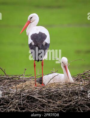 Reken, Muensterland, NRW, 26th April 2023. A pair of wild white storks (Ciconia ciconia) are nesting in a previous nesting site, one pair of this year over 100 in the Muensterland countryside. Many of the birds have been ringed with an ELSA international White Stork ring to track their annual migration from their winter sites in Southern Europe and Africa to breeding grounds in the area, the male of this pair was originally ringed in Arnhem, Netherlands, wearing a ring inscribed 'NLA'. Credit: Imageplotter/Alamy Live News Stock Photo