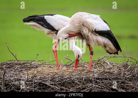 Reken, Muensterland, NRW, 26th April 2023. A pair of wild white storks (Ciconia ciconia) are nesting in a previous nesting site, one pair of this year over 100 in the Muensterland countryside. Many of the birds have been ringed with an ELSA international White Stork ring to track their annual migration from their winter sites in Southern Europe and Africa to breeding grounds in the area, the male of this pair was originally ringed in Arnhem, Netherlands, wearing a ring inscribed 'NLA'. Credit: Imageplotter/Alamy Live News Stock Photo