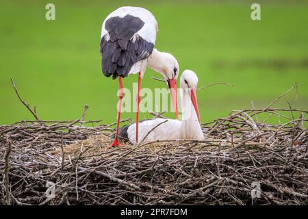 Reken, Muensterland, NRW, 26th April 2023. A pair of wild white storks (Ciconia ciconia) are nesting in a previous nesting site, one pair of this year over 100 in the Muensterland countryside. Many of the birds have been ringed with an ELSA international White Stork ring to track their annual migration from their winter sites in Southern Europe and Africa to breeding grounds in the area, the male of this pair was originally ringed in Arnhem, Netherlands, wearing a ring inscribed 'NLA'. Credit: Imageplotter/Alamy Live News Stock Photo