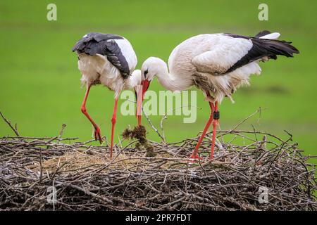 Reken, Muensterland, NRW, 26th April 2023. A pair of wild white storks (Ciconia ciconia) are nesting in a previous nesting site, one pair of this year over 100 in the Muensterland countryside. Many of the birds have been ringed with an ELSA international White Stork ring to track their annual migration from their winter sites in Southern Europe and Africa to breeding grounds in the area, the male of this pair was originally ringed in Arnhem, Netherlands, wearing a ring inscribed 'NLA'. Credit: Imageplotter/Alamy Live News Stock Photo