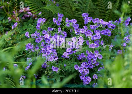 Meadow geranium flowers growing in a green forest in summer. Purple plants blooming in a lush botanical garden in spring. Beautiful violet flowering plants budding in its natural environment Stock Photo