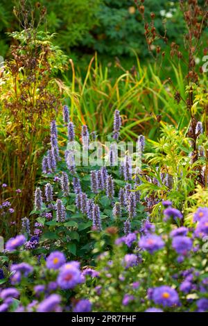 Purple korean mint growing in a bush or shrub surrounded by lush vibrant flowers and plants in home backyard or botanical garden. Agastache rugosa blossoming and blooming. Cultivating aromatic herbs Stock Photo