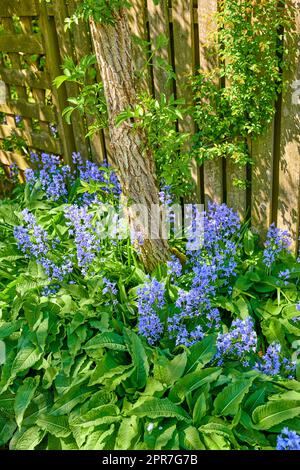 Bluebells flowers growing in a backyard garden between lush green leaves. Wild blue flowering plants thriving outdoors along a fence and used for beautiful gardening decoration or outside landscaping Stock Photo