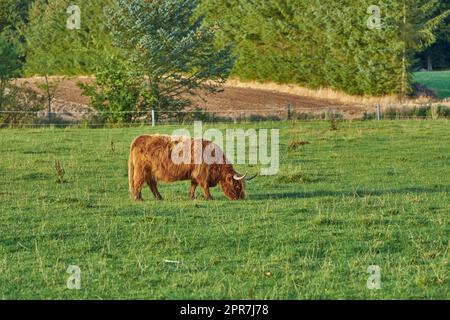 Grass fed Highland cow on farm pasture, grazing and raised for dairy, meat or beef industry. Full length of hairy cattle animal standing alone on green grass on remote farmland or agriculture estate Stock Photo