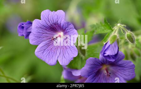 Geranium flowers flower growing in a garden in summer. Beautiful flowering plants blooming in a lush green park. Pretty flora blossom and sprout in a meadow in the countryside during spring Stock Photo