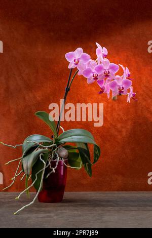 Phalaenopsis orchid bush in a pot on a brown  background Stock Photo
