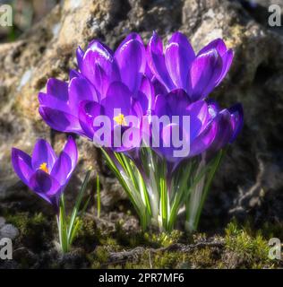 Purple crocus flowers Stock Photo
