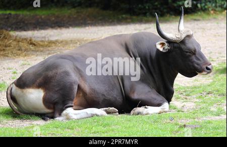 Banteng  (Bos Javanicus) Stock Photo