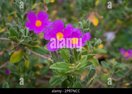 Cistus albidus, the grey-leaved cistus, is a shrubby species of flowering plant in the family Cistaceae Stock Photo
