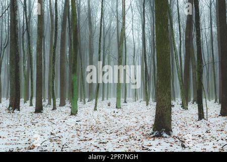 Hazy winter forest and slender trunks of trees Stock Photo