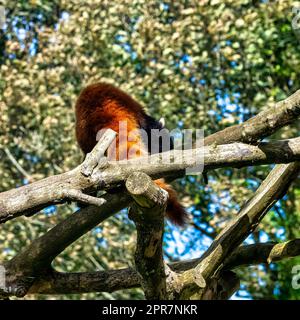 Red panda (Ailurus fulgens) known as lesser panda, the red bear-cat, or cat-bear Stock Photo
