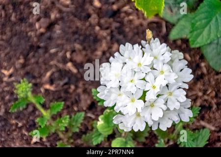 White verbena vera in French park Stock Photo