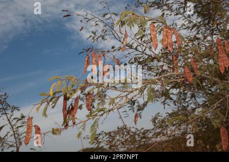 Branches with pods of flame thorn Senegalia ataxacantha. Stock Photo