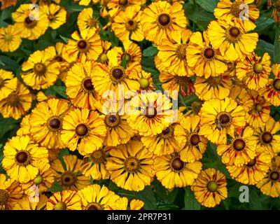 Helenium sneezeweed flowers after a rain shower Stock Photo
