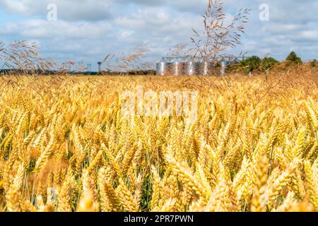 Grain storage silos system in a distance  behind a yellow wheat field Stock Photo