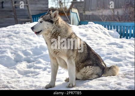 A beautiful husky dog is sitting in the snow Stock Photo