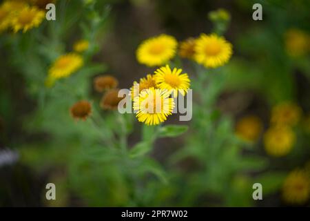 Pulicaria dysenterica, the common fleabane is a species of fleabane in the family Asteraceae. Stock Photo