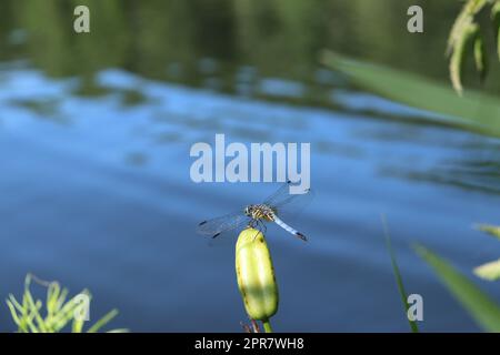 Blue dasher dragon fly (pachydiplax longipennis) perched on a flower bud Stock Photo