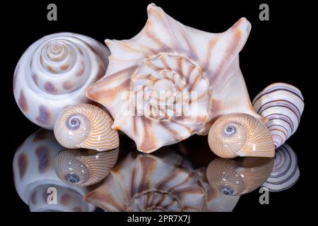 A group of various sea shells isolated on a black background, mirror reflection Stock Photo