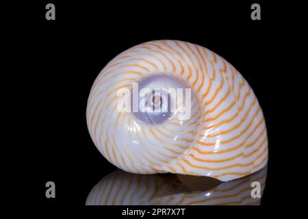 Sea shell of marine snail  isolated on black background, reflection Stock Photo