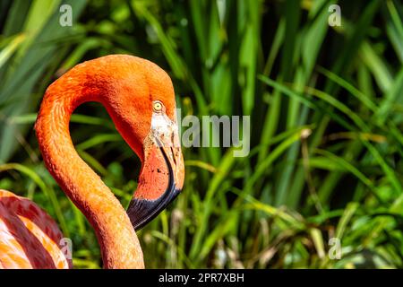 Phoenicopterus ruber known as American or Caribbean flamingo - Peninsula de Zapata / Zapata Swamp, Cuba Stock Photo