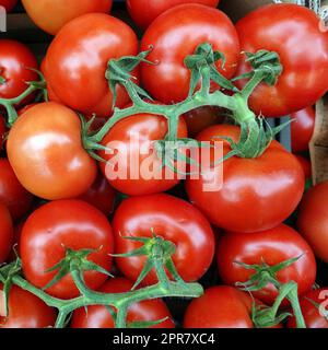 Tomaten (Solanum lycopersicum) im Gemüsegeschäft Stock Photo