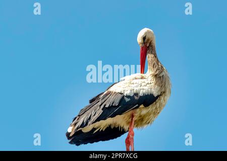 Adult white stork (Ciconia ciconia) on the street lamp - Choczewo, Pomerania, Poland Stock Photo