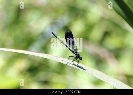 Gebänderte Prachtlibelle (Calopteryx splendens) - Männchen Stock Photo