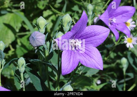 Grossblütige Ballonblume (Platycodon grandiflorus, Syn. Campanula glauca), Chinesische Glockenblume Stock Photo