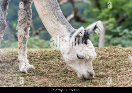 alpaca while eating on a meadow in a zoo detail Stock Photo