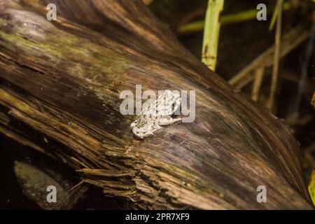 baby frog sitting on a old tree trunk Stock Photo