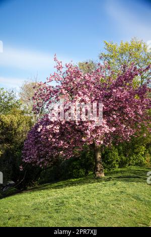 Japanese cherry blossom in spring Stock Photo