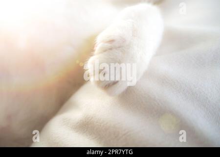 white cat paw adorable lovely pet in bed soft feeling holiday idea background Stock Photo